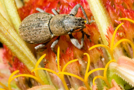 A closeup of a weevil on a colorful flowerの写真素材