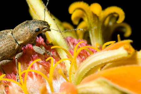 A closeup of a weevil on a colorful flowerの写真素材