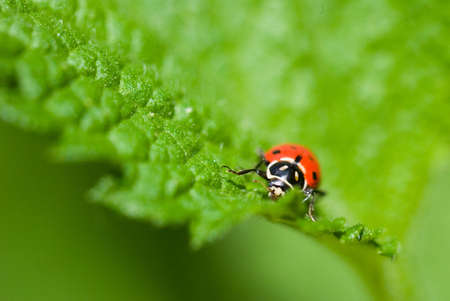 Ladybug on a green leaf