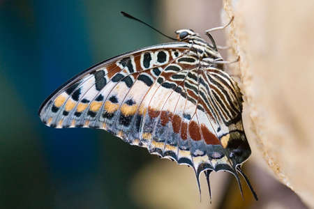 Multicolored butterflyの写真素材