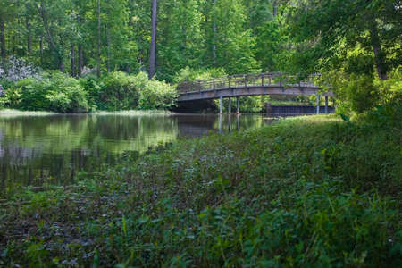 River and bridge in the woodsの写真素材