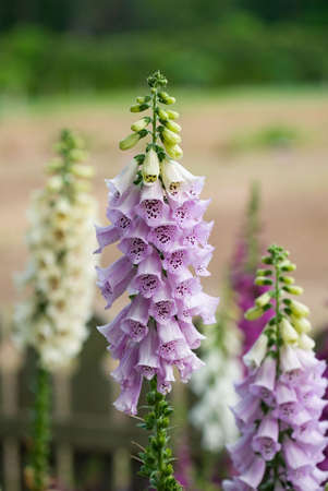 Foxgloves in a garden