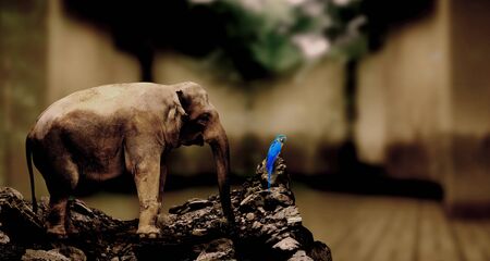 elephantの写真素材