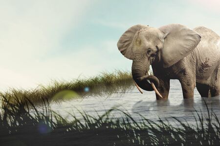 elephantの写真素材