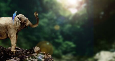 elephantの写真素材
