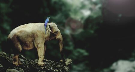 the elephant