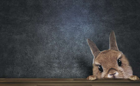 Vintage concrete background and staring rabbit animal graphicsの写真素材