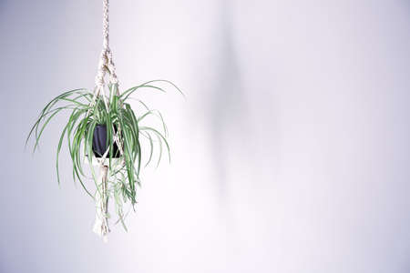 Indoors with hanging plant hanging plant green