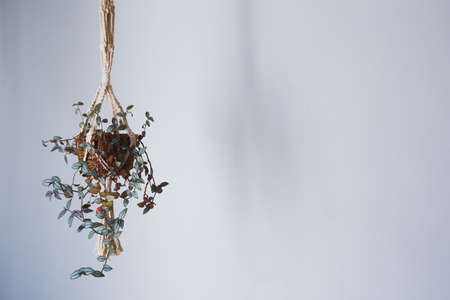 Indoors with hanging plant hanging plant greenの写真素材