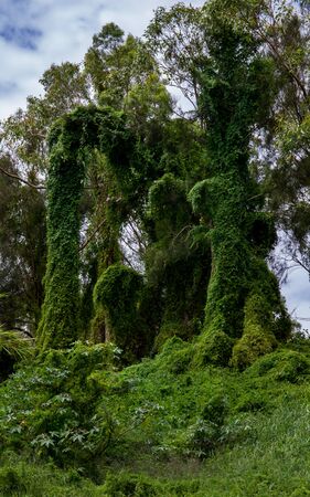 overgrown trees