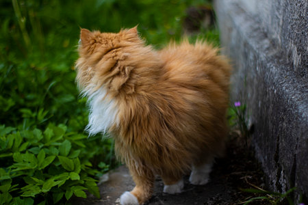 Cat in the garden of fiery color with a white maneの写真素材