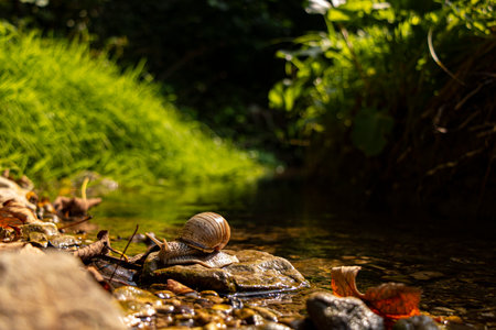 Snail on a pebble by the water in summer