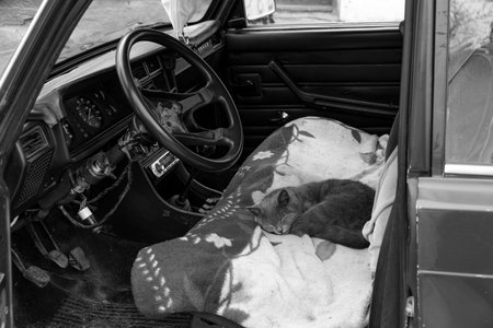 Black and white photo of a British cat sleeping in a carの写真素材