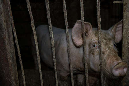 A pig's eye behind a grate in a barnの写真素材