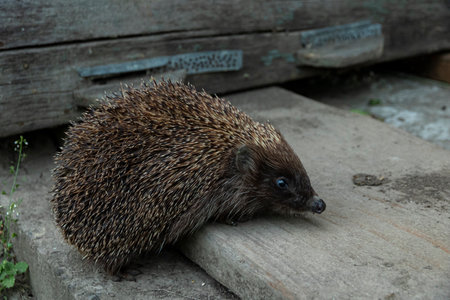 A hedgehog crawls on the boards in the summerの写真素材