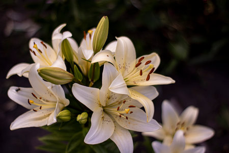 Many white lilies close-up in the garden in summer