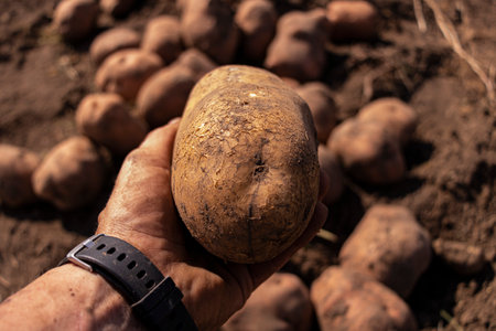 Close up of potatoes lying in handの写真素材