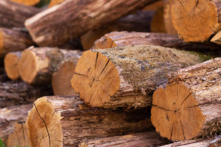 logs in a stack of background for text