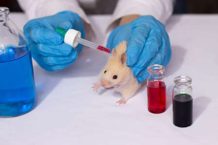 testing cosmetics and drugs on animalsの写真素材