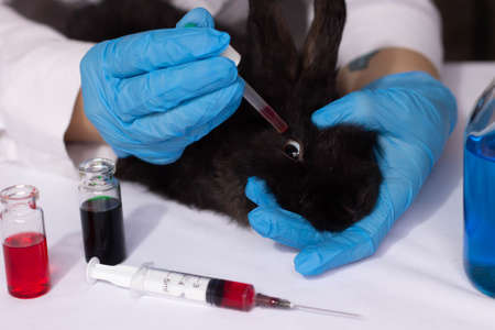 testing cosmetics on a small rabbitの写真素材