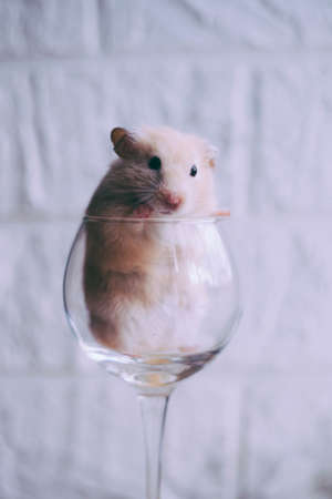 Red little hamster in a glassの写真素材