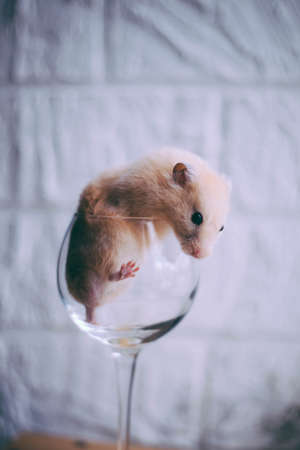 Red little hamster in a glassの写真素材
