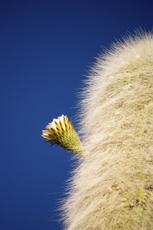 Blossoming cactus in salt flats of Uyuni, Boliviaの写真素材
