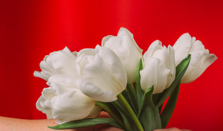 white tulips on a red background.celebration Spring present mothersの写真素材