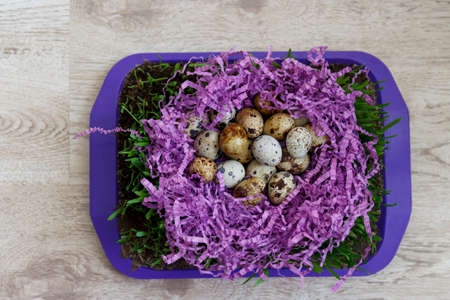 many quail eggs lie on the violet decor in the form of a nest on a tableの写真素材