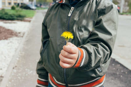 small hands holding a dandelion flower. a gift to mom.の写真素材