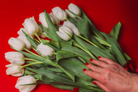 a bouquet of white tulips lies on a red background, a female hand takes them, holds them. careの写真素材