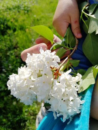 white lilacs in hand. a branch of lilac of small white flowers in child hand against a background of greenery. summer, spring.の写真素材