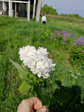 white lilacs in hand. a branch of lilac of small white flowers in a hand against a background of greenery. summer, spring. on the background of the garden, and at home, in the distance is a childの写真素材