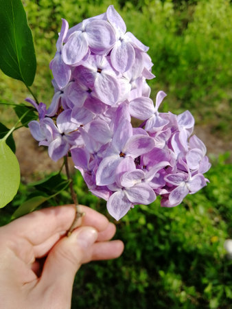 purple lilacs in hand. a branch of lilac of small purple flowers in a hand against a background of greenery. summer, spring.の写真素材