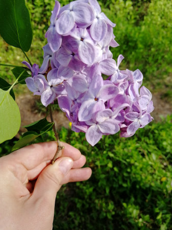 purple lilacs in hand. a branch of lilac of small purple flowers in a hand against a background of greenery. summer, spring.の写真素材