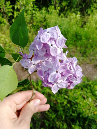 purple lilacs in hand. a branch of lilac of small purple flowers in a hand against a background of greenery. summer, spring.の写真素材