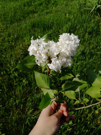 white lilacs in hand. a branch of lilac of small white flowers in a hand against a background of greenery. summer, spring.の写真素材