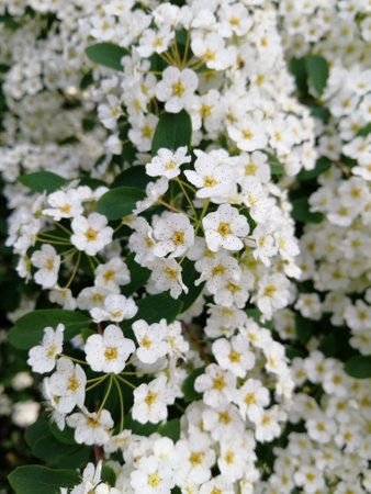 White flowers, close-up. a bush of white flowers. summer. springの写真素材