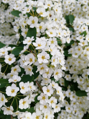 White flowers, close-up. a bush of white flowers. summer. springの写真素材