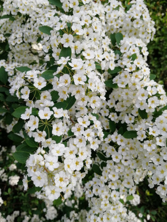 White flowers, close-up. a bush of white flowers. summer. springの写真素材