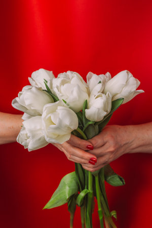 bouquet of white tulips in female hands on a red background, holiday, gift, congratulationの写真素材