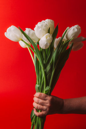 bouquet of white tulips in hand on a red background, holiday, gift, congratulationの写真素材