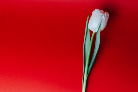 white tulip on a red background, holiday, gift, place for textの写真素材