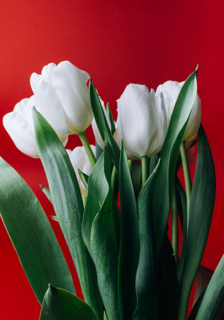 a bouquet of white tulips on a red backgroundの写真素材