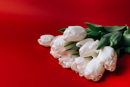 a bouquet of white tulips on a red background, from the upper right cornerの写真素材