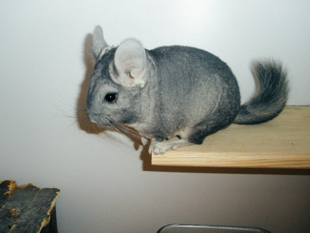 gray chincilla sitting on the white shelf and looking at the camera. Whole fluffy body is seen. visible wooden house next doorの写真素材