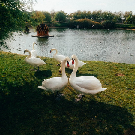 swans walk on the green grass, near the lake, summerの写真素材