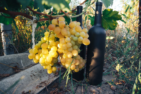 A two black bottle of wine stands on the ground next to grapes, green leaves and a vine. countryside, natural productの写真素材