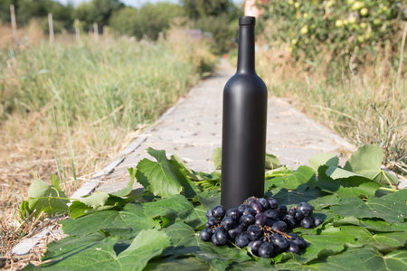 a bottle of wine stands on the background of the green leaves of the vineyard, near a bunch of grapes. vine. natural drink, private vineyards.countryside, natural productの写真素材