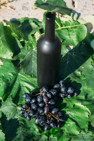 a bottle of wine stands on the background of the green leaves of the vineyard, near a bunch of grapes. vine. natural drink, private vineyards.countryside, natural productの写真素材